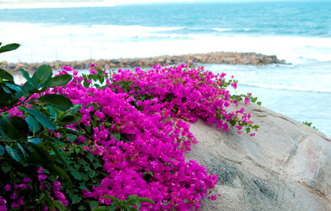 WILD BEACH RESORT & SPA